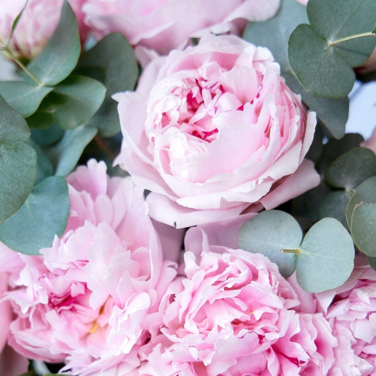 Bunch of Pink Peonies - Image 4