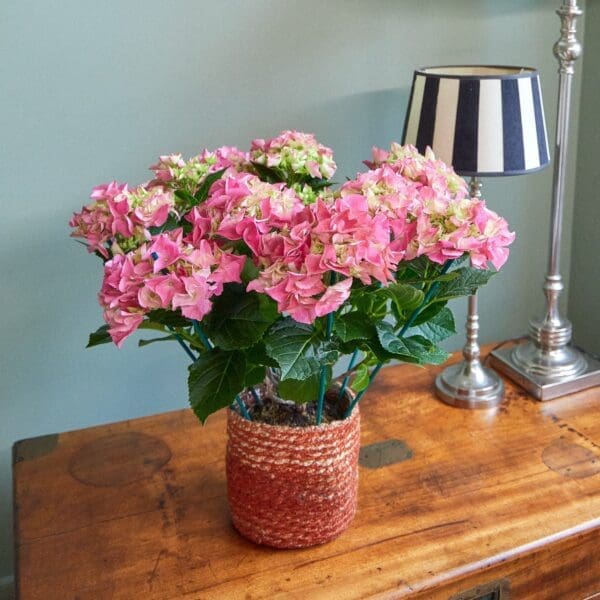 Pink hydrangea plant
