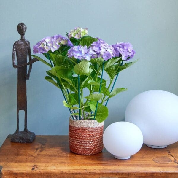 Purple hydrangea plant