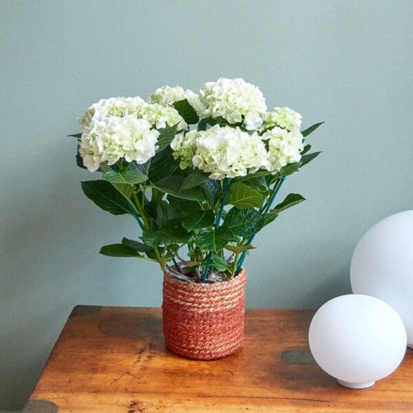 Plant White hydrangea